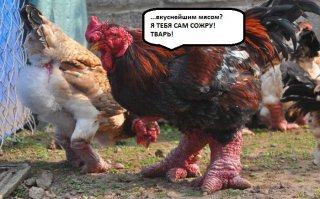  Курицы Донг Тао с драконьими лапами