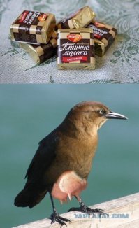 Все правильно, и по кустам лазит, яйца собирает. А потом еще перепелов доит.