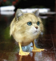 Невозмутимый кот, который может удержать на своих лапах всё что угодно