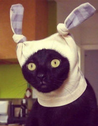 Невозмутимый кот, который может удержать на своих лапах всё что угодно