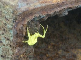 Фото на телефон: