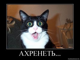 Невозмутимый кот, который может удержать на своих лапах всё что угодно