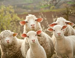 Тупое соперничестство