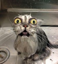 Невозмутимый кот, который может удержать на своих лапах всё что угодно