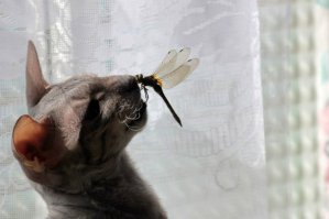Невозмутимый кот, который может удержать на своих лапах всё что угодно