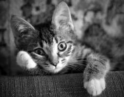 Это ж сколько кота не кормили, что сам решил в магазин сгонять?