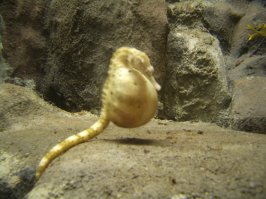 7. Думаю, самки других видов ей завидуют - ведь ей не тяжело носить живот!
7. Думаю, самки других видов ей завидуют - ведь ей не тяжело носить живот! - вообще-то это самец. У морских коньков самцы вынашивают потомство.