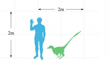 Достаточно того, что велоцерапторы были размером с курицу и покрыты перьями
