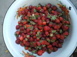 Ягоды нашего лета 