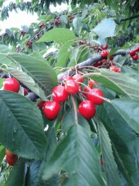 Ягоды нашего лета 