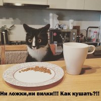 Невозмутимый кот, который может удержать на своих лапах всё что угодно