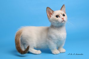 заниженный кот