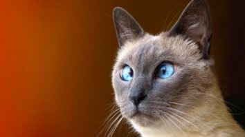 Кошачьи носочки для мебели защищающие напольное покрытие