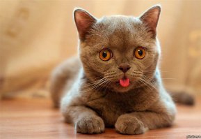 Похоже у кошки синдром Дауна. Этим генетическим заболеванием болеют и животные тоже. Вот, например первое фото из интернета.