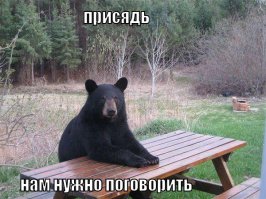 Домашняя кошка напугала медведя 
