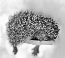 Мальчик был настолько ленив, что вставал пораньше, что бы еще дольше н.и.х.у.я не делать.
===============
Лень - это привычка отдыхать заблаговременно! 
============
Умирает старик, собрал своих троих сыновей около своей постели и говорит им:
- Дети мои, я всегда ценил умение отдыхать, и наследство я отдам самому ленивому из вас. Мой старший сын, подойди ко мне.
- Да, папа.
- Если бы ты сидел на крыльце, а мимо тебя ветер проносил бы стодолларовые бумажки, что бы ты сделал?
- Я бы даже не пошевелился.
- Ты ленив. Хорошо. Мой средний сын, подойди ко мне. Если бы ты сидел на крыльце и перед тобой вдруг возникла обнаженная красавица, что бы ты сделал?
- Я бы даже не скосил глаз! в ее сторону.
- Ты ленив. Хорошо. Мои младший сын, подойди ко мне.
- Вот еще! Сам подойди.