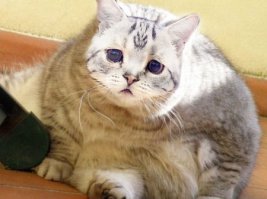 Когда-нибудь прочитаем в новостях. "Кошка с грустным выражением морды умерла от ожирения. Её всё время пытались накормить - хозяева и совершенно незнакомые люди." :)

И правда, на жалость давит - как можно такой отказать в кормёжке?