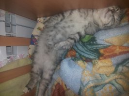 а наша просто решила что детская кроватка для нее ) и стул собственно тоже. хоть на горшок не покушается )) они любят детские кроватки. там все чувствуют себя защищенными