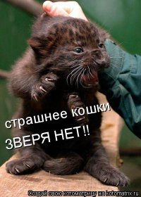 Домашняя кошка напугала медведя 