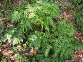 возможно, он тогда еще не цвел? :)