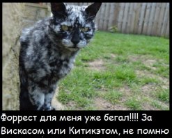 Кот пепельного окраса