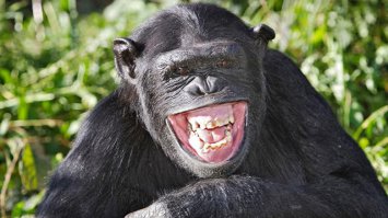 Ревнивая девушка перепутала и разбила чужой BMW