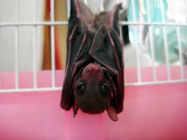 10 способов борьбы с комарами и их укусами