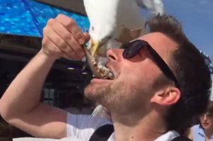 13 наглых птиц-хулиганов, терроризирующих человечество 