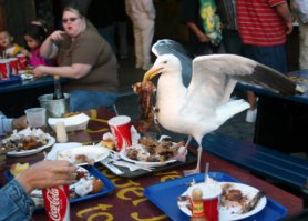 13 наглых птиц-хулиганов, терроризирующих человечество 