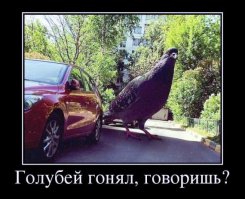 13 наглых птиц-хулиганов, терроризирующих человечество 