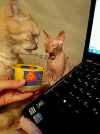 Наверное, любому домашнему коту повезло в жизни. Им хотя бы на работу не ходить, а еду на дом доставляют! ;)