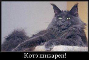 21 кот, которому повезло в жизни больше, чем вам