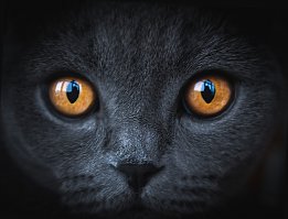 Если ты - котэ, и у тебя есть тот , кто о тебе заботится - значит ты живешь лучше миллиардов двуногих, которые встают сранья и звиздуют на работу, чтобы не сдохнуть с голода.