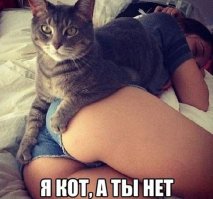 21 кот, которому повезло в жизни больше, чем вам