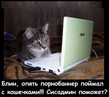 21 кот, которому повезло в жизни больше, чем вам