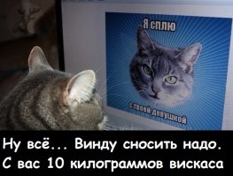 21 кот, которому повезло в жизни больше, чем вам