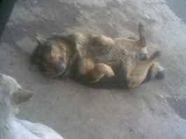 Собаки тоже так умеют