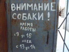 25 смешных собак, сфотографированных на рабочем месте своих владельцев