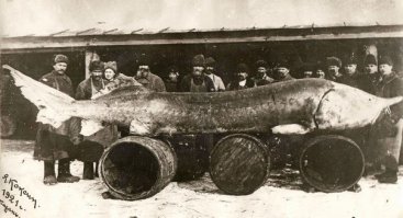 Типичный русский осётр