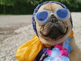 бухгалтер в отпуске