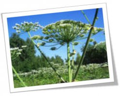 А мы, вроде, из таких плевалки делали)