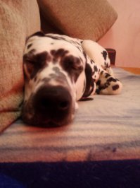 Все диваны мои... никаких заборов ))