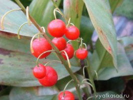 А фотографий почётче нельзя было найти ?