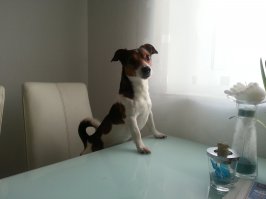 Да. Джек Рассел .А ещё они очень умные и смелые,короче для меня они квинтэссенция лучших собачьих качеств .