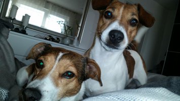 Мои малыши ,Снупи и Кира .