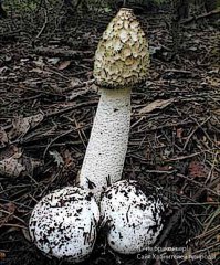 Автор, ты забыл про грибы