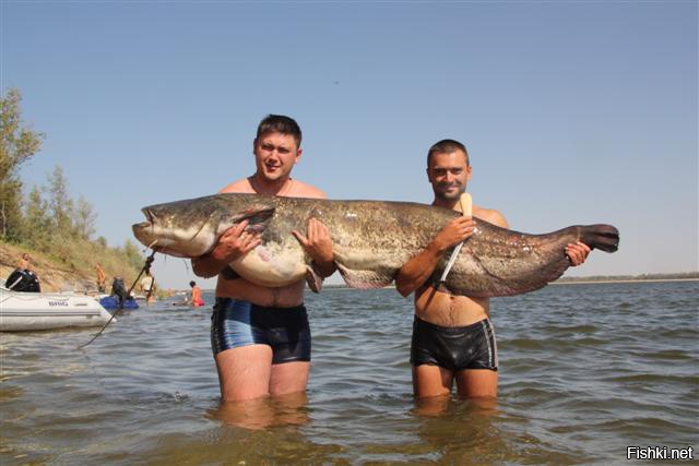 Ловля сома на волге. Самая большая рыба в реке Волга.