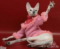 Мне бантик!