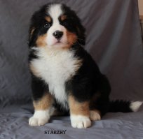 Куда им до наших размеров!
Ну ми-ми-ми, да, но это всё!