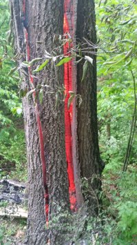 Молния и её последствия.